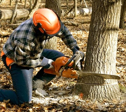 Tree Removal in De Soto, GA